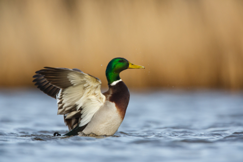 If It Walks Like a Duck